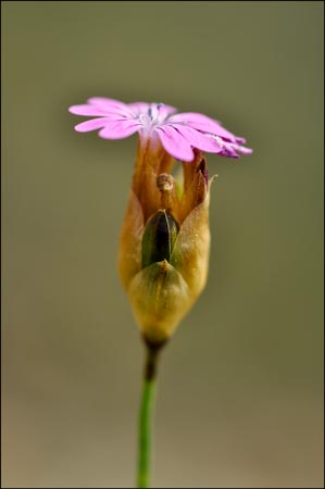 Wild Carnation, Petrorhagia prolifera