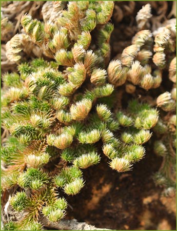 Selaginella sp, Resurrection Plant