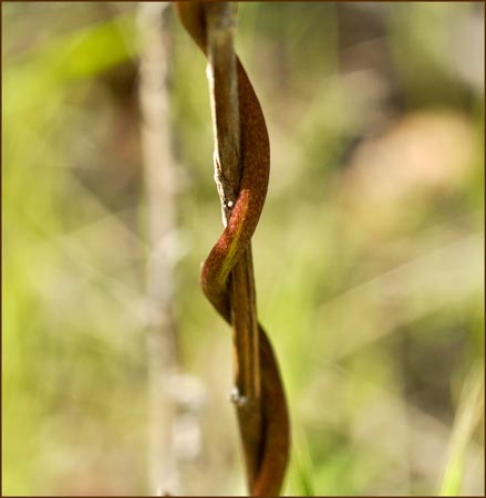 Dichelostemma volubile, Twining Snake Lily