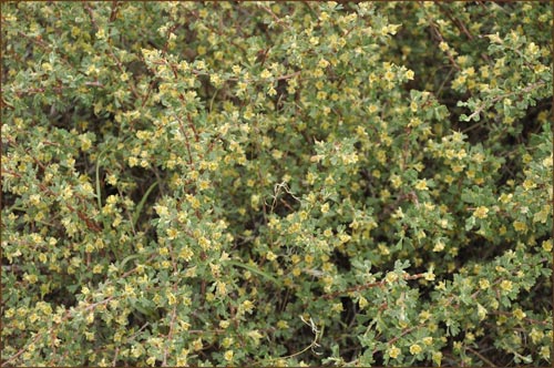 Alderleaf Mountain Mahogany, Cercocarpus montanus