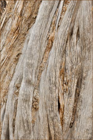 Utah Juniper, Juniperus osteosperma