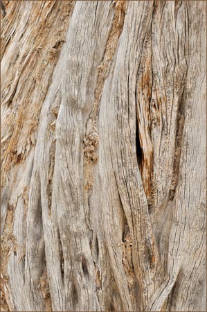 Juniperus osteosperma, Utah Juniper