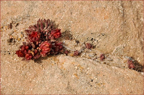 Yellow Stonecrop, Amerosedum lanceolatum