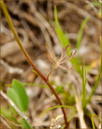 Delphinium nuttallianum, Nuttalls Larkspur