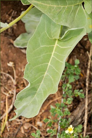 Arrowleaf Balsamroot, Balsamorhiza sagittata