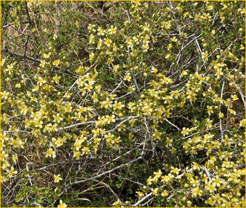 Purshia tridentata, Antelope Bitterbrush