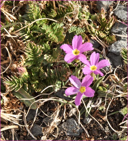 Alpine Primrose, Primula angustifolia