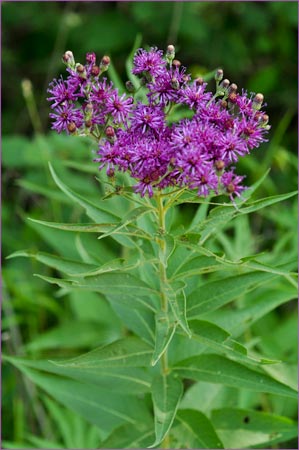 Ironweed, Vernonia fasciculata