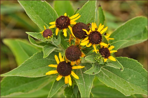 Helianthus sp, Sunflower