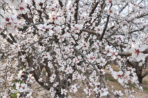 Prunus amygdalus, Almond Blossoms