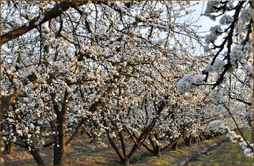 Prunus domestica, White Plum Blossoms