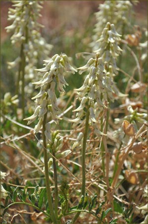 Stinking Milkvetch, Astragalus praelongus