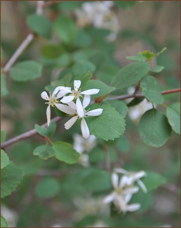 Amelanchier utahensis, Utah Service Berry