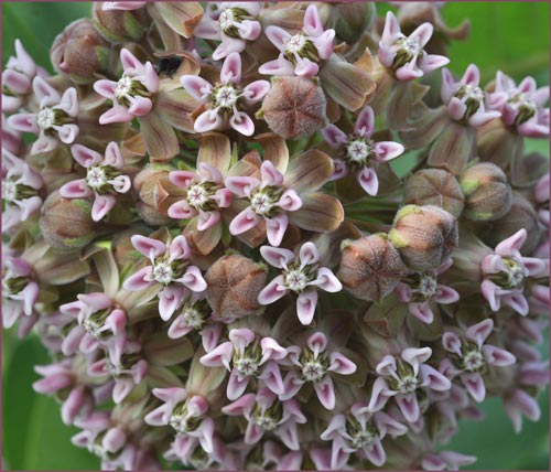 Asclepias syriaca, Common Milkweed