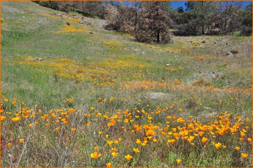 California Poppy, Eschscholzia californica