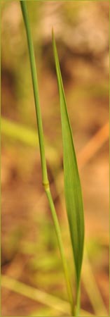 Briza maxima, Rattlesnake Grass