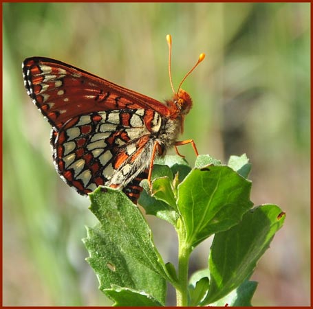 Northern Checkerspot Butterfly
