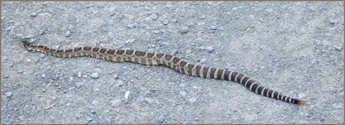 Northern Pacific Rattle Snake