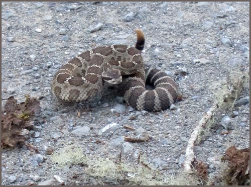 Northern Pacific Rattle Snake