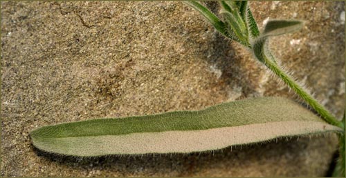 Common Fiddleneck, Amsinckia menziesii var intermedia