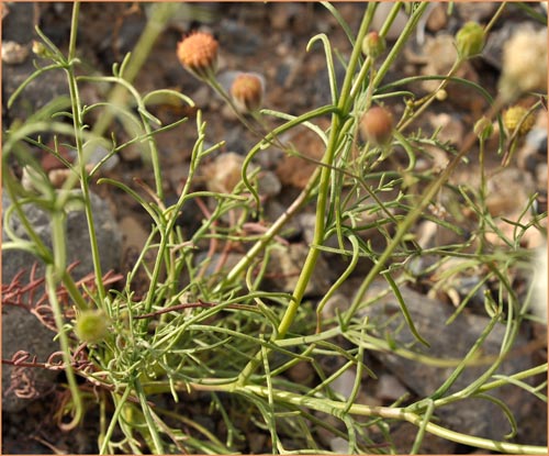 Mojave Pincushion, Chaenactis xantiana