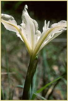Iris purdyi, Purdys  Iris