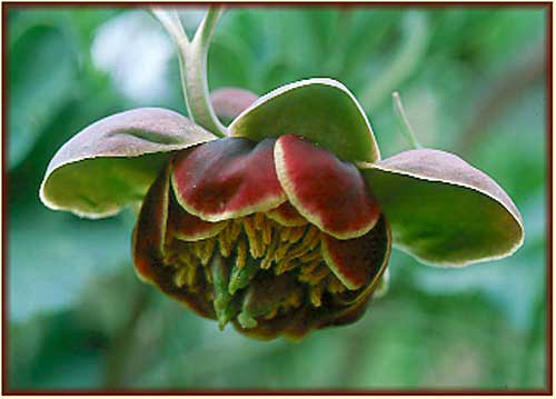 Western Peony, Paeonia brownii