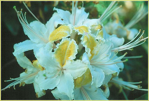 Western Azalea, Rhododendron occidentale
