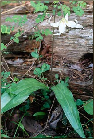 Erythronium oregonum, White Fawn Lily