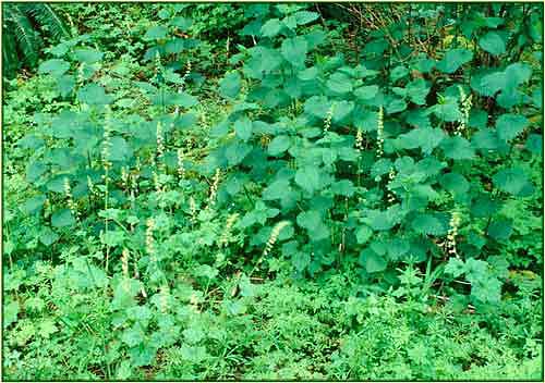 Foamflower, Tiarella trifoliata