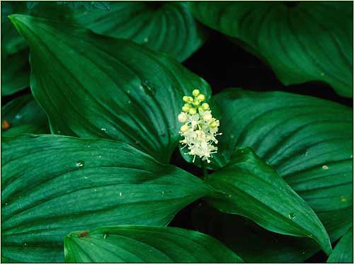 Maianthemum dilatatum, False Lily of the Valley