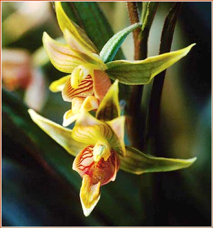 Stream Orchid, Epipactis gigantea
