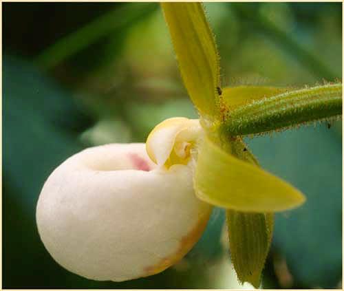 California Ladys Slipper, Cypripedium californicum