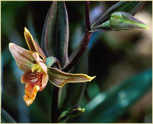Epipactis gigantea, Stream Orchid