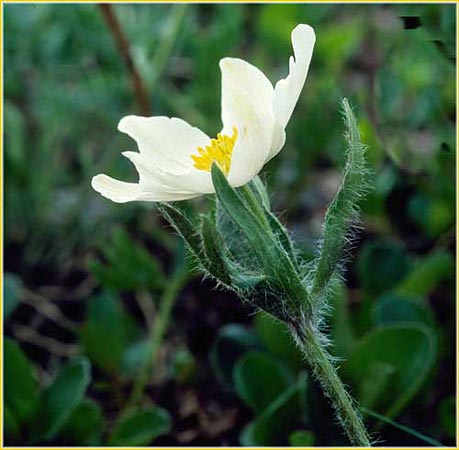Narcissus Flowered Anemone, Anemone narcissiflora