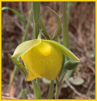 Calochortus pulchellus, Mt Diablo Globe Tulip
