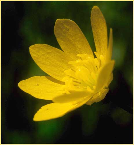 California Buttercup, Ranunculus californicus