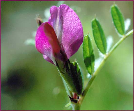 Vicia sativa, Spring Vetch