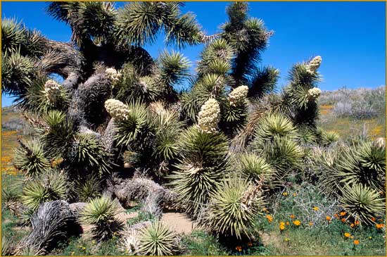 Yucca brevifolia, Joshua Tree