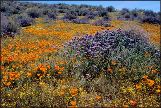 Eschscholzia californica, California Poppy