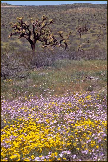 Goldfields, Lasthenia californica