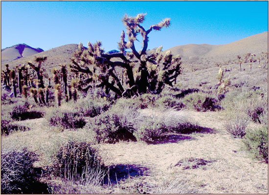 Joshua Tree, Yucca brevifolia