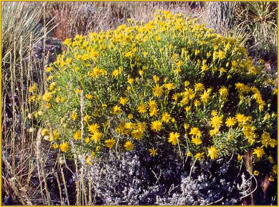 Interior Goldenbush, Ericameria linearifolia