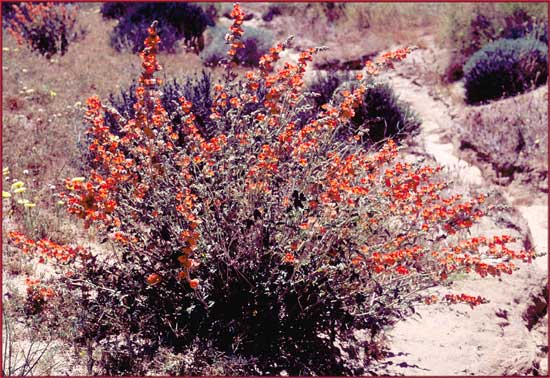 Sphaeralcea ambigua, Desert Mallow