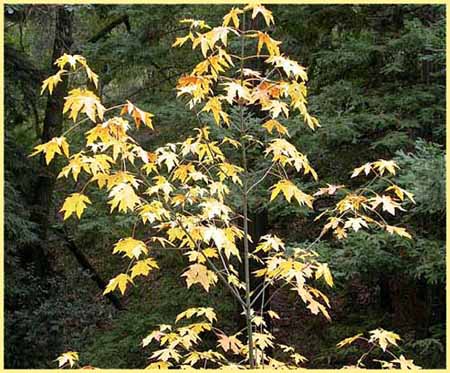 Big Leaf Maple, Acer macrophyllum