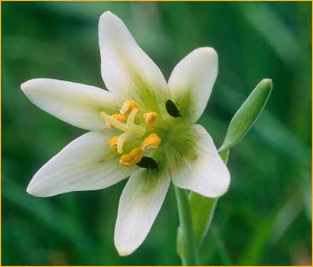 Fragrant Fritillary, Fritillaria liliacea