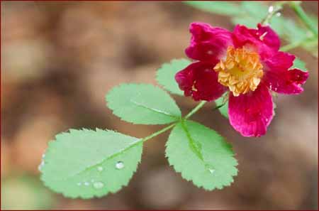 Rosa gymnocarpa, Wood Rose