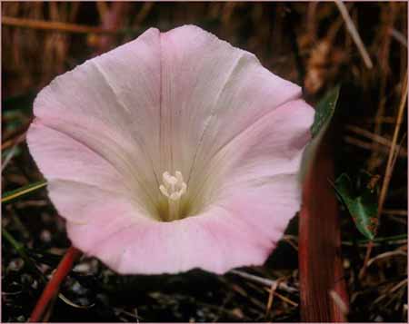 Marin Morning Glory, Calystegia purpurata ssp saxicola