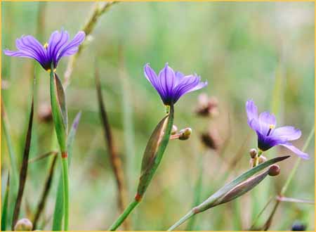 California Blue Eyed Grass, Sisyrinchium bellum