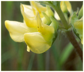 Butter Lupine, Lupinus luteolus